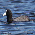 Eurasian Coot range map