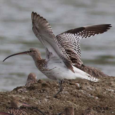 Eurasian Curlew