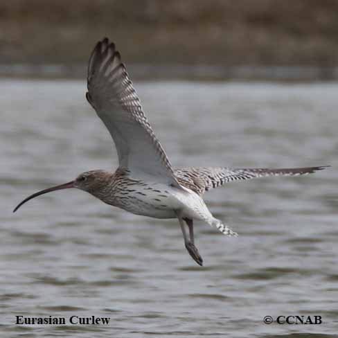 Eurasian Curlew