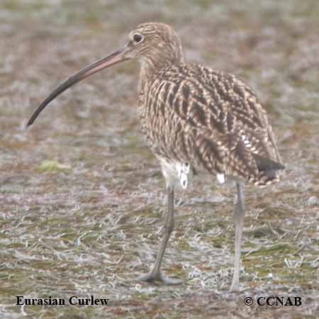 Eurasian Curlew