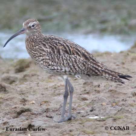 Birds of North America