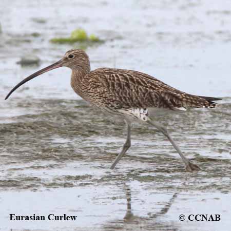 Eurasian Curlew