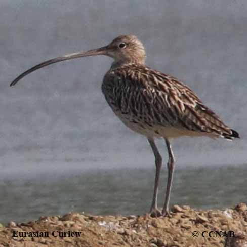 Eurasian Curlew