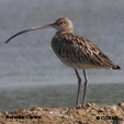 Eurasian Curlew range map