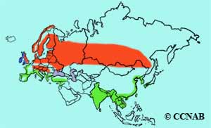 Eurasian Curlew range