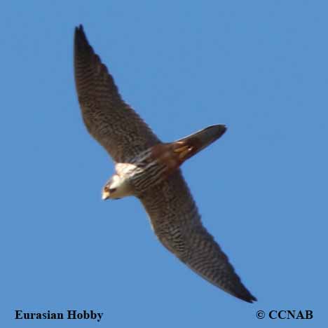 Eurasian Hobby