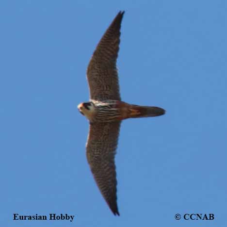 Eurasian Hobby