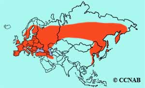 Eurasian Hobby range