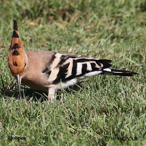 Eurasian Hoopoe