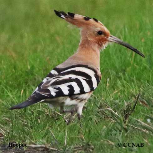 Eurasian Hoopoe