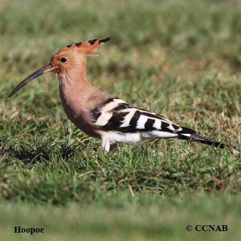 Eurasian Hoopoe