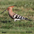 Eurasian Hoopoe range map