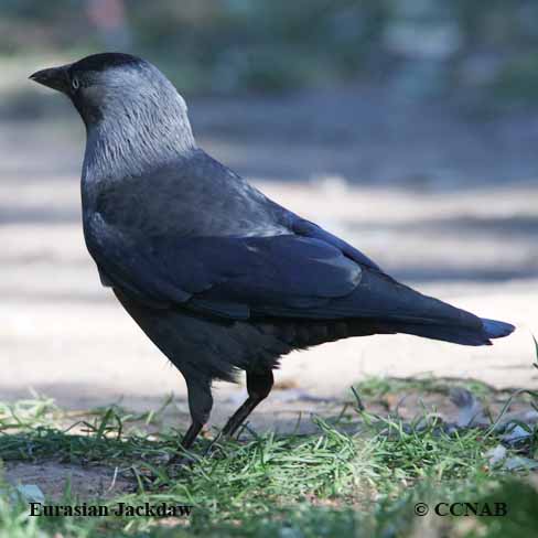 Eurasian Jackdaw