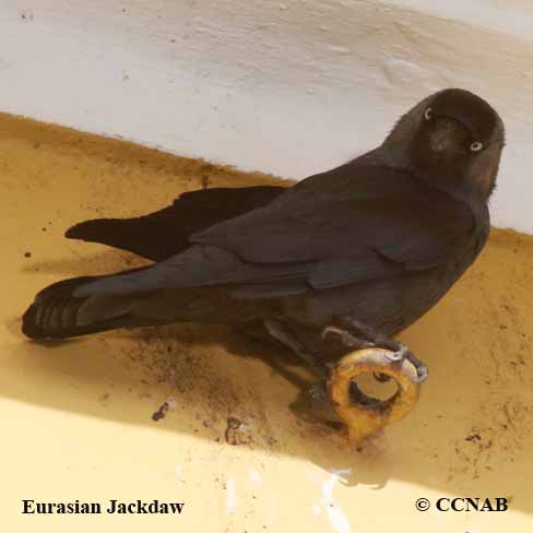 Eurasian Jackdaw