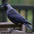 Jackdaw