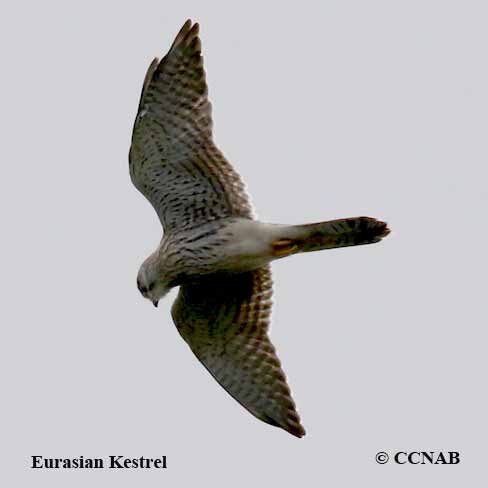 Eurasian Kestrel