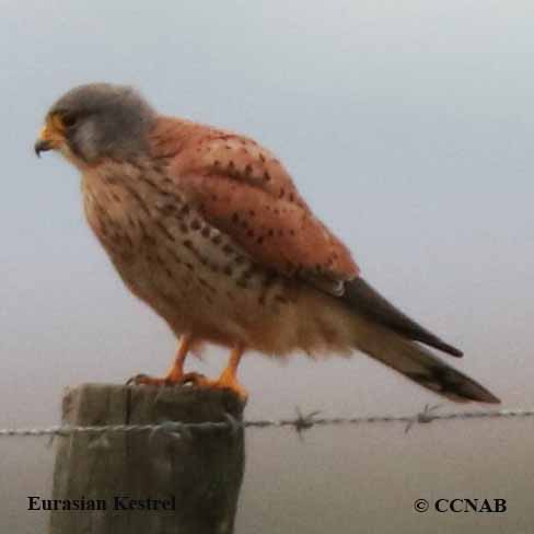 Eurasian Kestrel