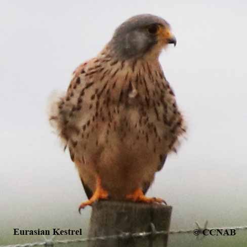 Eurasian Kestrel