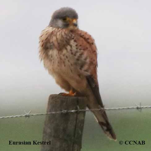 Eurasian Kestrel