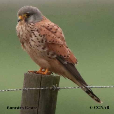 Eurasian Kestrel