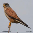 Eurasian Kestrel