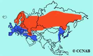 Eurasian Kestrel range