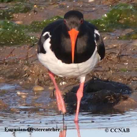 Eurasian Oystercatcher