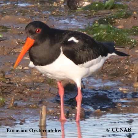 Eurasian Oystercatcher