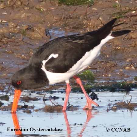 Eurasian Oystercatcher