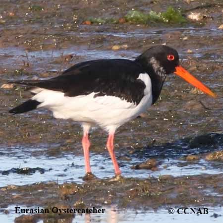 Eurasian Oystercatcher