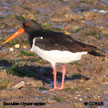 Eurasian Oystercatcher range map