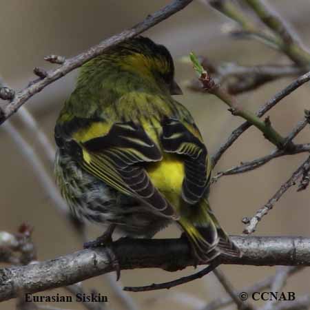 Eurasian Siskin