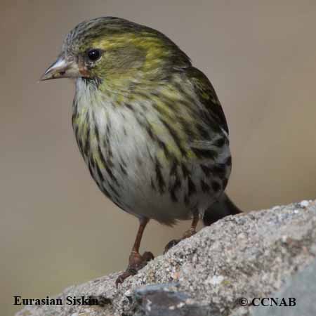 Birds of North America