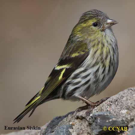 Eurasian Siskin