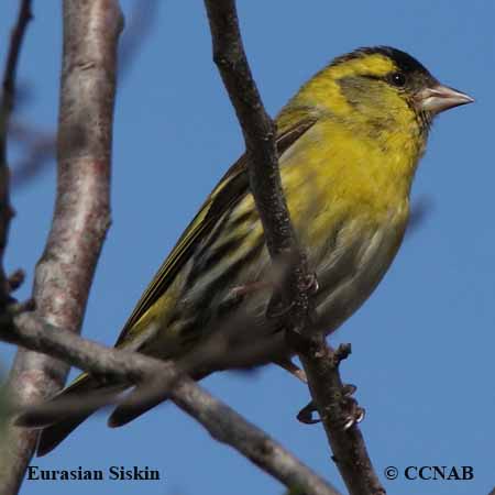 Eurasian Siskin