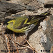 Eurasian Siskin