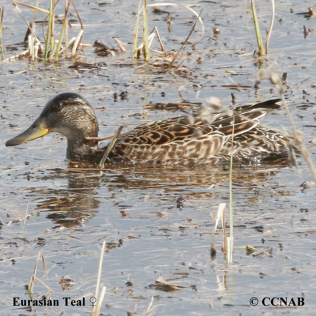 Eurasian Teal 