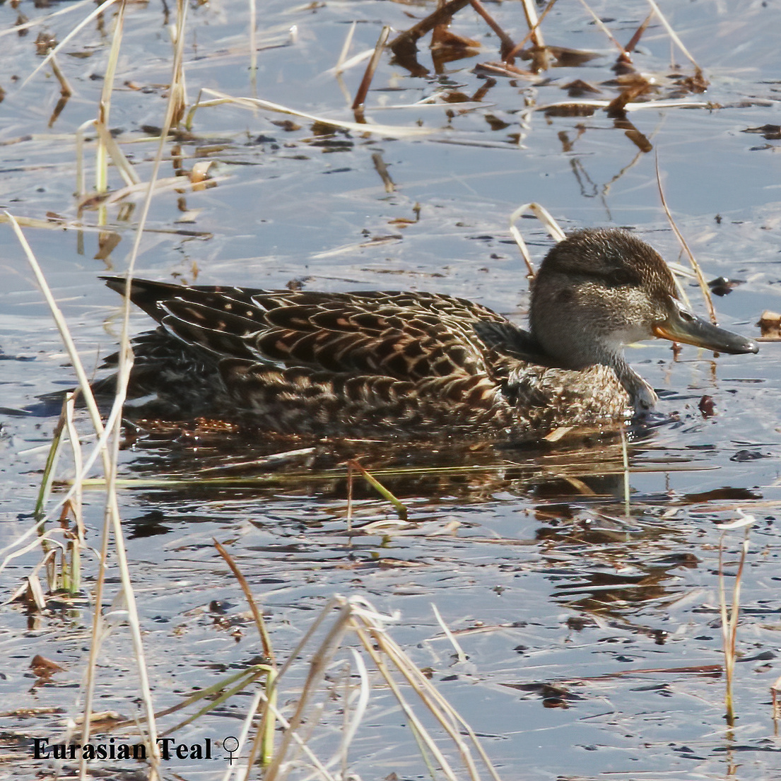 Eurasian Teal 