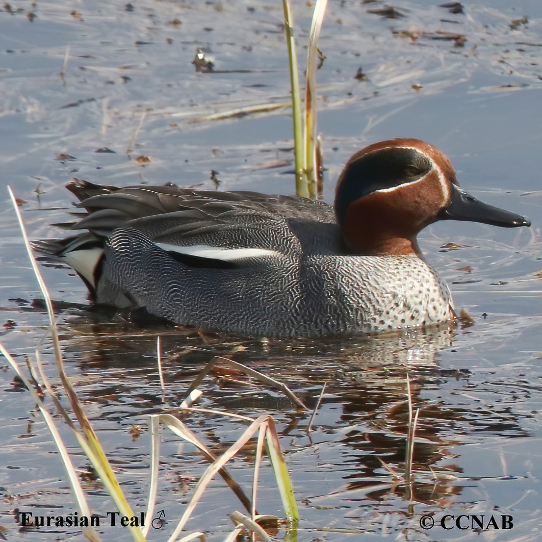 Eurasian Teal 