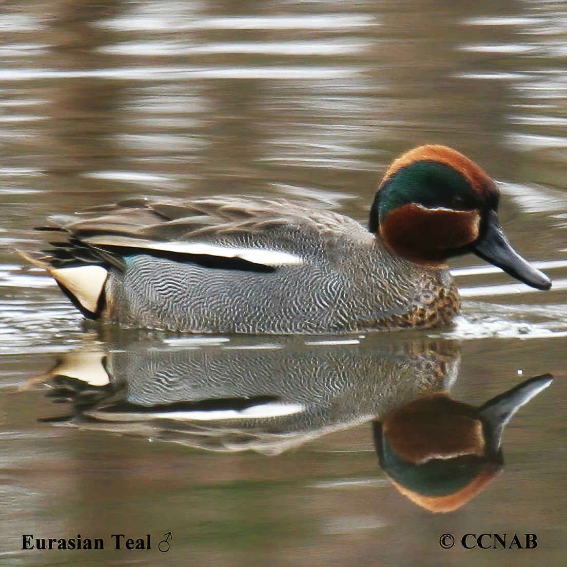 Eurasian Teal 