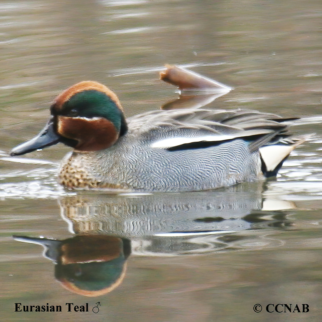 Eurasian Teal 