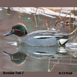 Eurasian Teal