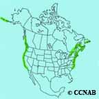 Eurasian Teal range