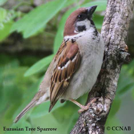 Eurasian Tree Sparrow