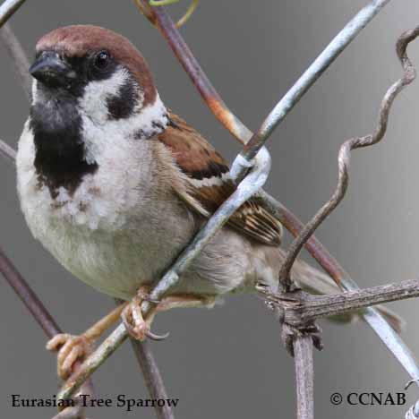 Eurasian Tree Sparrow