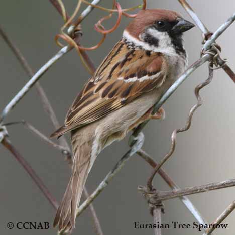 Eurasian Tree Sparrow