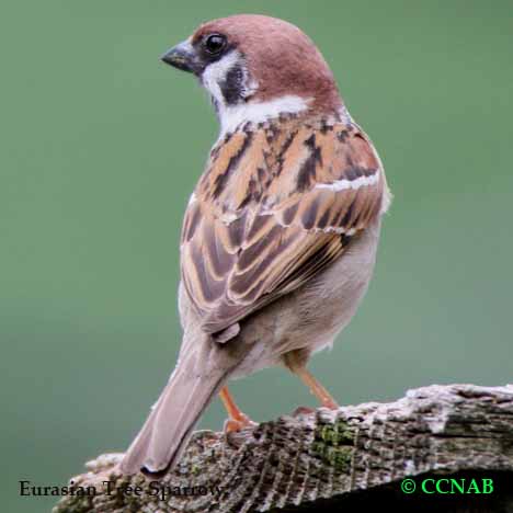 Eurasian Tree Sparrow