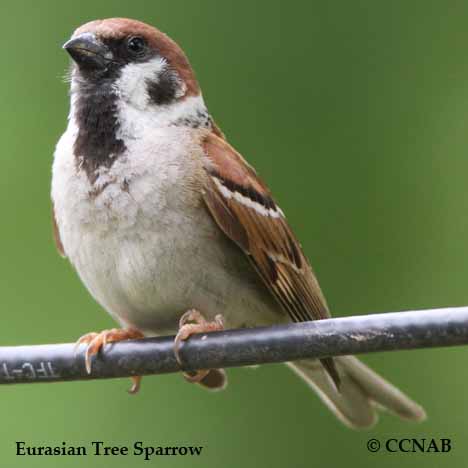 Eurasian Tree Sparrow