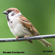 Eurasian Tree Sparrow range map