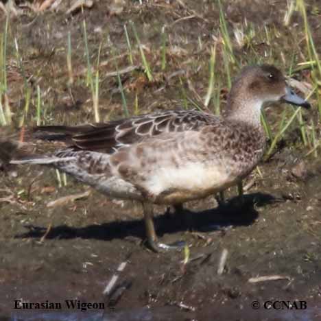 Eurasian Wigeon